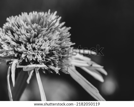 Zoom on coneflower
blurred background