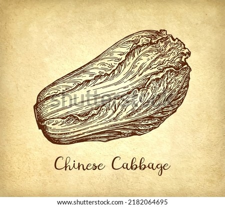 Napa or Chinese cabbage. Ink sketch on old paper background. Hand drawn vector illustration. Retro style stroke drawing.