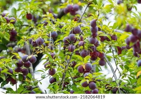 Plum, delicious purple and pink sweet fruit on the tree branch in the orchard, fruit