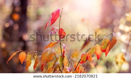 Colorful autumn leaves on a tree in an autumn forest in sunny weather