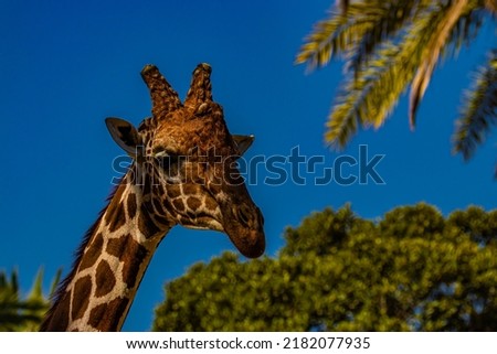 portrait giraffe in the wild