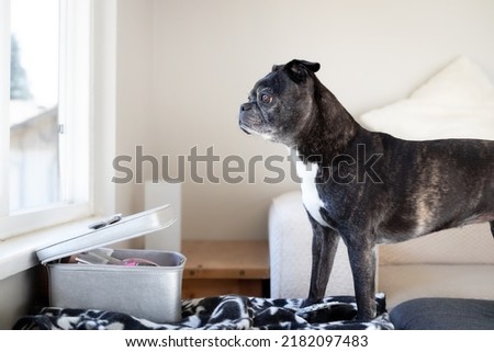 Senior dog looking out of window while standing on a chair waiting for owner. Sad or anxious. Side profile of 9 years old female boston terrier pug mix with black brindle coloring. Selective focus.