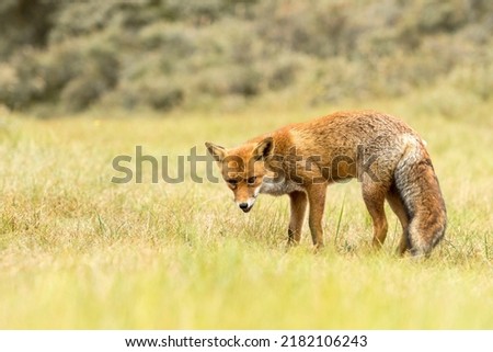 Red Fox Standing on the Grass in A Green Nature Background 