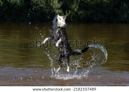 Border collie playing with the water in the river. Breed dog jumps into the water. dog games.
