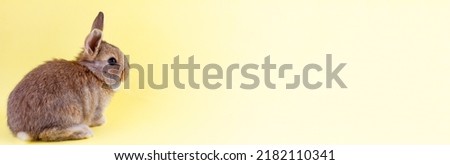 small brown fluffy easter bunny with big ears and white whiskers on pastel yellow background with copy space, photo banner. Concept for spring holidays