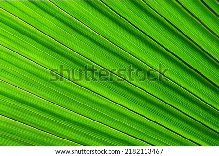 Awesome Tropical Date Palm Tree With Branches in sunlight. Leaf Palm Tree banner. 