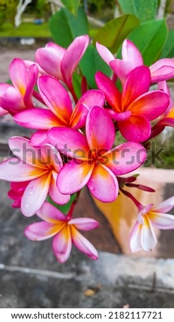 selective focus portrait of red frangipani (Plumeria rubra L.) is a type of frangipani plant with the most varieties and the most widely cultivated in Indonesia, especially in Bali. 