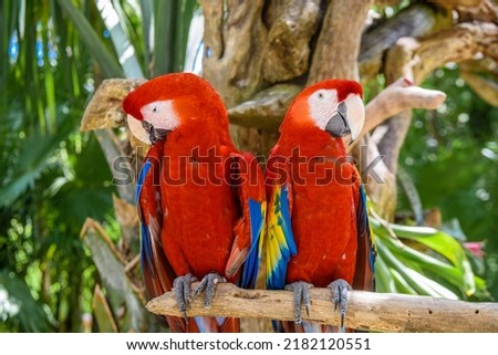 2 scarlet macaws Ara macao , red, yellow, and blue parrots sitting on the brach in tropical forest, Playa del Carmen, Riviera Maya, Yu atan, Mexico. Royalty-Free Stock Photo #2182120551