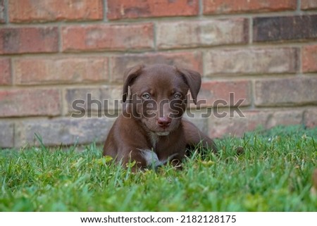 A picture of a brown puppy laying down in the grass in front of a brick wall