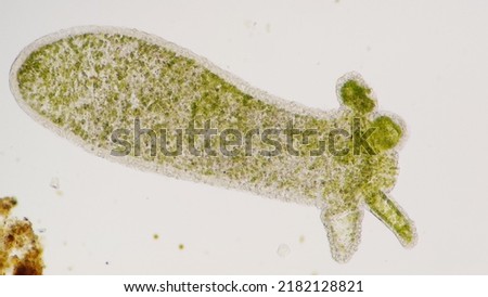 Hydra, a genus of invertebrate freshwater animals Royalty-Free Stock Photo #2182128821