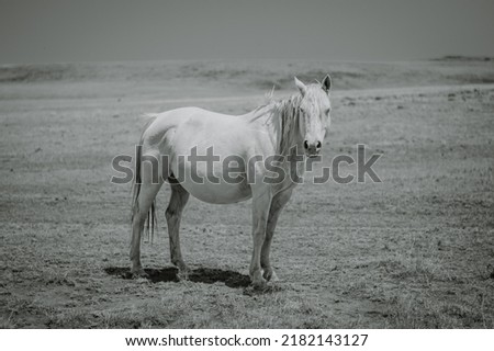 black and white wild horse mare pregnant mare portrait mustang Royalty-Free Stock Photo #2182143127