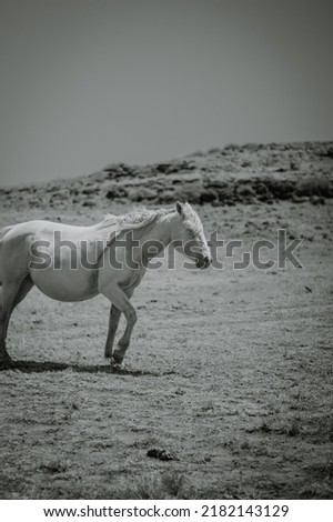 black and white wild horse mare pregnant mare portrait mustang Royalty-Free Stock Photo #2182143129
