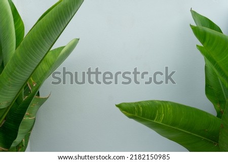 Banana leaves are arranged sideways on a white cement wall background.