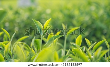 Green tea tree leaves field young tender bud herbal Green tea tree in camellia sinensis organic farm. Close up Fresh Tree tea plantations mountain green nature in herbal farm plant background morning Royalty-Free Stock Photo #2182153597
