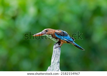 The young White-throated Kingfisher on a branch