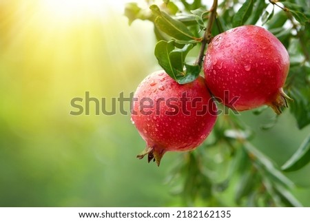 Pomegranate fruits with water droplets hanging on tree. Royalty-Free Stock Photo #2182162135
