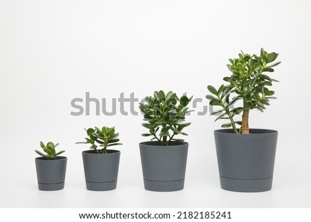 four plants different sizes of crassula ovata or money or jade tree in pots lined up in ascending order on a white background. plant growth stages Royalty-Free Stock Photo #2182185241