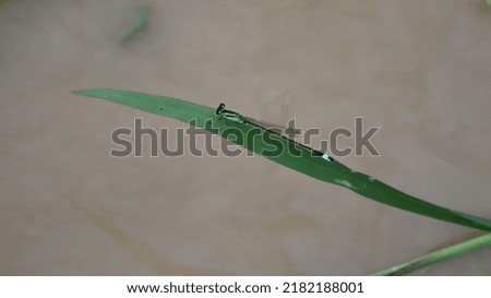 green dragon fly on leaf