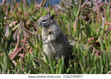 California ground squirel in succulent field with blue ocean background. 