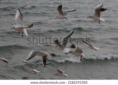 Evpatoria city (Crimea, Crimean peninsula) Seagulls near the Black Sea coast.