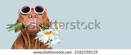 Lovable, pretty brown puppy and sunglasses. Closeup, indoors. Studio shot. Congratulations for family, relatives, loved ones, friends and colleagues. Pets care concept