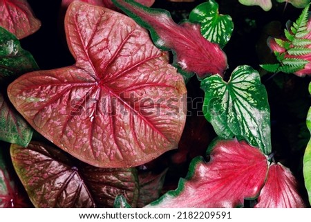 caladium, queen of leaves, colorful, with beautiful leaf patterns with unusual spotted leaves It is a natural picture of the leaves as a background.