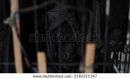 bats in cages for sale