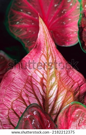 caladium, queen of leaves, beautiful colors, beautiful leaf patterns, strange spotted leaves, born in tropical areas. It is a natural picture of the leaves as a background.