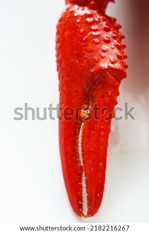 Close up at a Crayfish claw