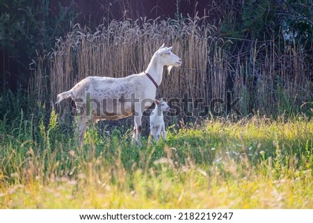 goats graze in a meadow in a village near a house, on a bright sunny evening, selective focus.