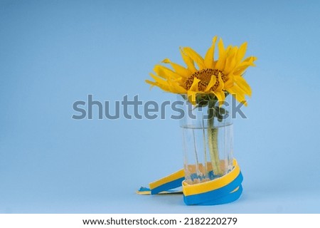 Yellow sunflower Concept of Ukraine. Colors of the national flag.
