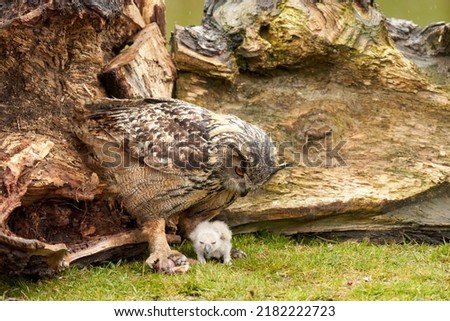 Wild Eurasian Eagle Owls outside their nest, in the grass. The white, say days old bird is sitting between the legs of the mother. They eat a piece of bloody flesh. Royalty-Free Stock Photo #2182222723