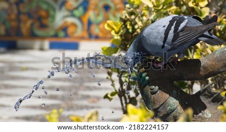 A Pigeon cools down by putting its head into a water jet and being splashed in a fountain on a scorching hot day. Colorful tiled background adds to an interesting picture. 