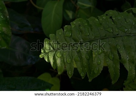 Low key fresh green fern leaf with water drops at morning picture for name card or flyer