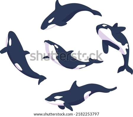 Vector set of orca whales, killer whale