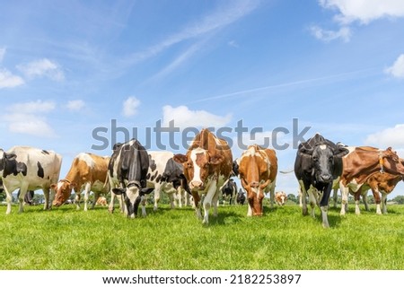 Pack cows grazing and walking towards the camera in a row, a wide view, a pack black white and red, herd in a green field Royalty-Free Stock Photo #2182253897