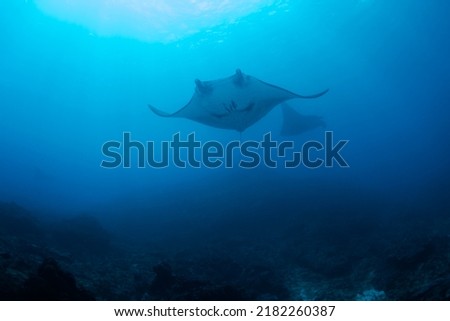 Manta Rays swimming in the deep blue