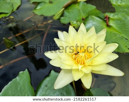 Honey bee pollinating of a yellow water lily or lotus flower with green leaf in the pond.