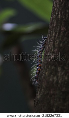 Insects in Sri Lanka arthropod wildlife planet nature animal  Royalty-Free Stock Photo #2182267331