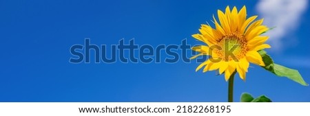 Sunflower isolated over clear blue sky. Farming concept. Nature, summer, front view, sun flower, head