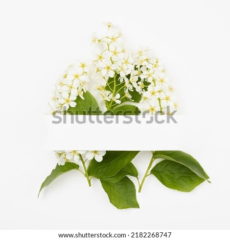 Summer white blank paper stripe for text mockup with bouquet white bird cherry flowers on white, square. Romantic floral background for advertising, branding identity, greeting card in minimal style.