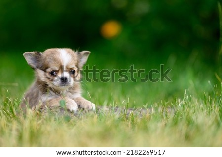 Long-haired Chihuahua Puppy Lies on Grass with its Paws Forward and Looks into Camera. Free Space for Text. Year of Dog.