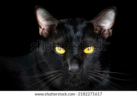 Portrait head black cat on black background