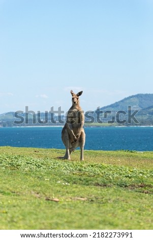 Grey Kangaroo Standing on a Green Meadow Whit Sea Landscape at Background.Wildlife Concept
