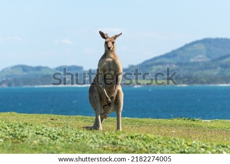 Close up of Grey Kangaroo on a Green Meadow Whit Sea Landscape at Background.Wildlife Concept