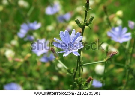 blue chicory flowers grow on a stem in a flower garden. cultivation of medicinal plants concept Royalty-Free Stock Photo #2182285881