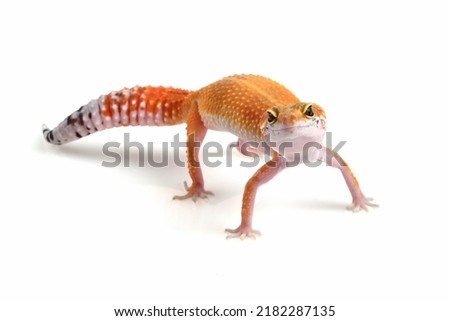 Leopard gecko closeup on isolated white background, Leopard gecko closeup