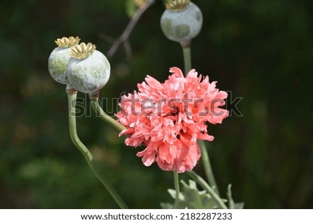 Poppy blooming and flowering with seed pods in a garden.