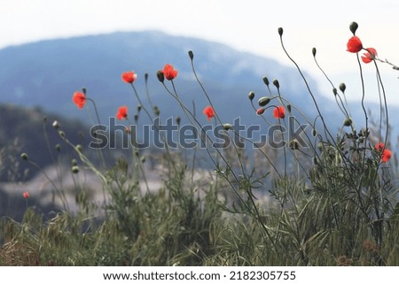 background of poppy field, Provence, France
