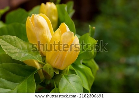 Blossoming yellow magnolia flower in the garden - brooklynensis Yellow Bird or Yellow lily tree, macro image, natural seasonal floral background